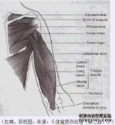 如何锻炼棘上肌和棘下肌？