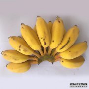 [香蕉品种]帝王香蕉品种（小米香蕉）好吗？