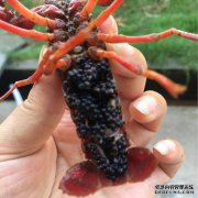 rice卵后，野生rice虾会变成卵还是排卵？